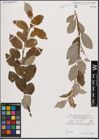 Foto von Salix caprea L.